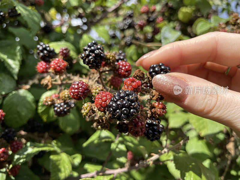 全幅图像无法识别的人采摘黑莓从杂草丛生的农村黑莓篱笆，野生黑莓果实在夏末/初秋，阳光灿烂的日子，重点在前景